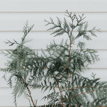 Load image into Gallery viewer, Cedarwood & Geranium - glass candle