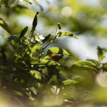 Load image into Gallery viewer, Summer's Day - glass candle