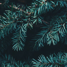 Load image into Gallery viewer, Evergreen - glass candle