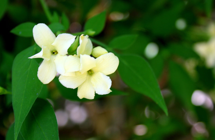 Fabulous Jasmine