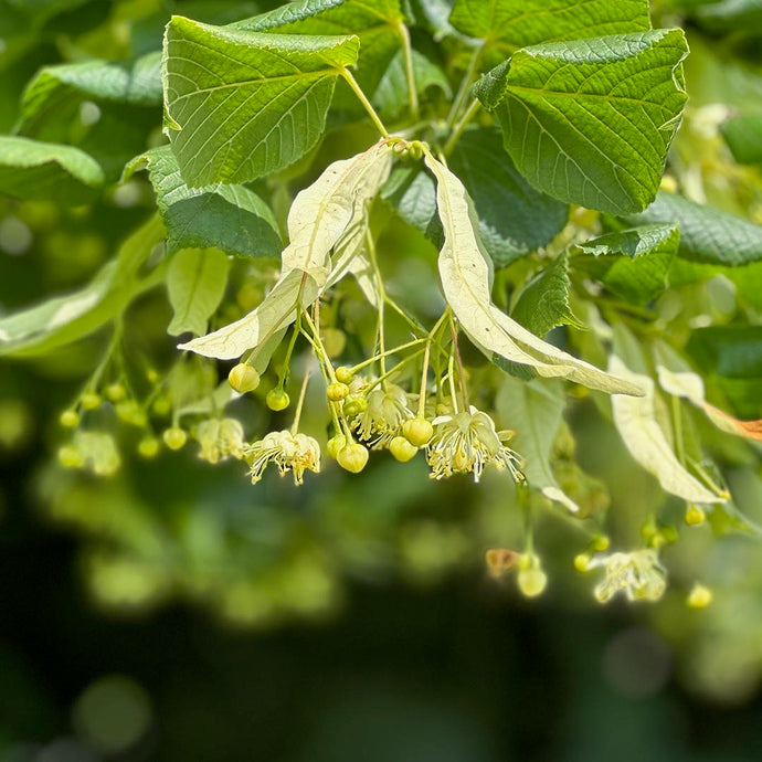 Healing Linden Blossom